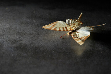butterfly on black background, butterfly