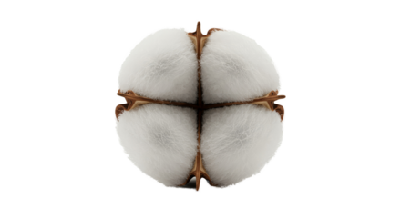 Close Up Of A Cotton Boll With Soft White Fluff And Brown Seed Pods Isolated On White