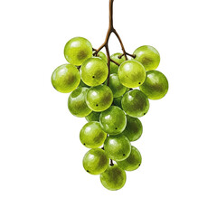 Close Up Of Green Grapes On Vine Realistic Photo