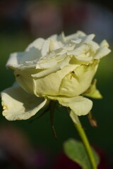 Single white rose in the garden.