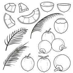 Coconut and Palm Leaves Line Art Set. Tropical Fruit and Foliage Outline Illustration for Design Elements.
