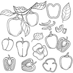 Bell Pepper Line Art Illustration Set. Hand-drawn outline sketch of whole, sliced, and on-branch peppers with leaves. Vegetable drawing.