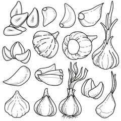 Garlic Outline Illustrations Set: Hand-Drawn Bulbs, Cloves, and Sprouting Garlic for Food, Cooking, and Design