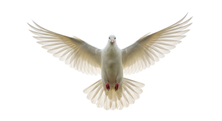 Elegant White Dove Bird Flying Transparent Background Soft Light Realistic Photo