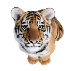 Fototapeta premium Realistic Tiger Cub Looking Upwards