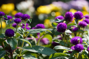 Purple thistle flower close up.