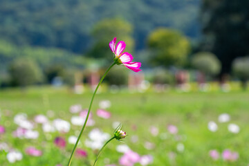 公園のコスモス