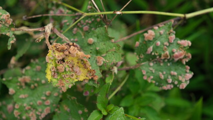 Melamspora rust fungi on a tree leaves.