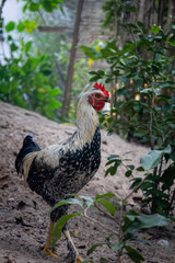 Rooster standing on dirt ground surrounded by green plants.