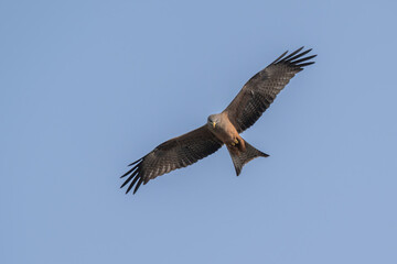 Fototapeta premium Black Kite in Flight South Africa