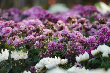 Colourful spring flowers bloom in the garden.