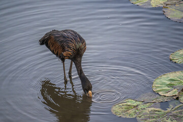 Open billed stork feeding in the shallows