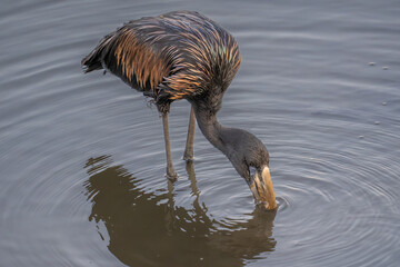 Open billed stork feeding in the shallows