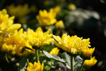 Colourful spring flowers bloom in the garden.