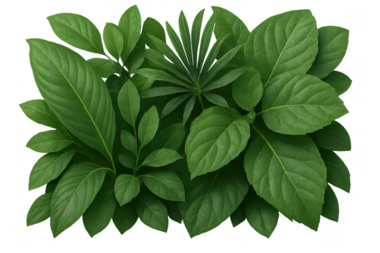 Lush green foliage mix on transparent background representing nature, growth, and environmental concepts