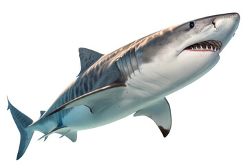 Fototapeta premium Tiger Shark Marine Predator Aquatic Carnivore Sea Animal Underwater Wildlife Backdrop