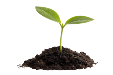 Green Seedling Sprout in Soil Growing Upwards on a Transparent Background