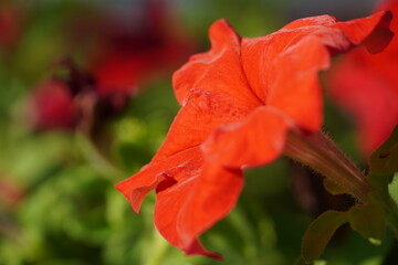 Colourful spring flowers bloom in the garden.