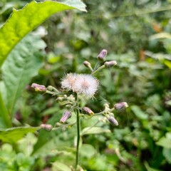 bee on a flower