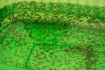 Nauplios de tilapia en estanque acuícola. Nauplios de tilapia nadando en un tanque acuícola...