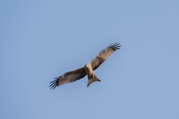 Black Kite in Flight South Africa