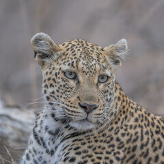 Portrait of a leopard- South africa