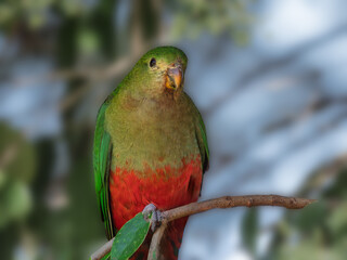 King Parrot Sitting Proud Alone