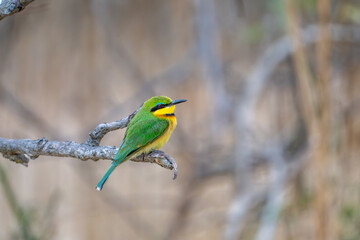 Little bee-eater perched on a branch at sunset