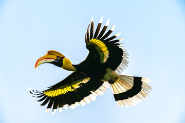 Great Hornbill in flight  © Chanyut