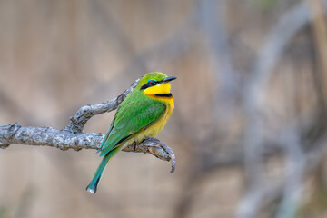 Little bee-eater perched on a branch at sunset