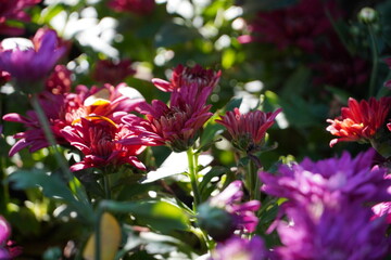 Colourful spring flowers bloom in the garden.