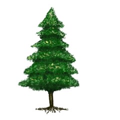 Fototapeta premium Pine Tree