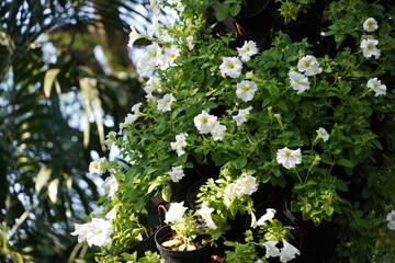 Colourful spring flowers bloom in the garden.