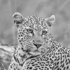 Portrait of a leopard in black and white