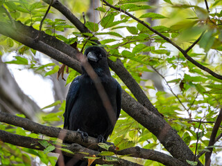 木陰で羽を休めるご機嫌なカラス