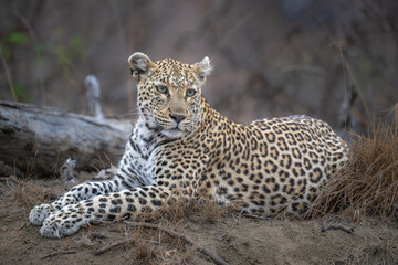 Leopard reclining in the early evening