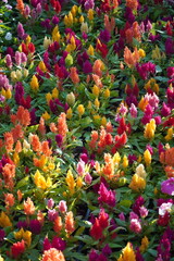 Colourful spring flowers bloom in the garden.