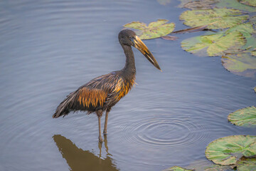 Open billed stork feeding in the shallows
