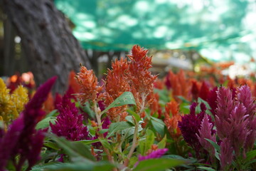 Colourful spring flowers bloom in the garden.