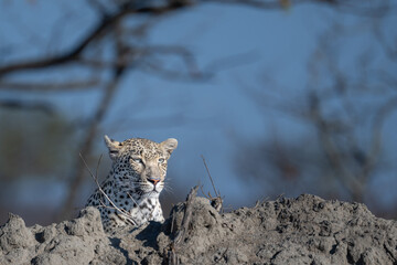 Leopard scanning its surrounds from a raised vantage point
