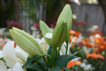 Colourful spring flowers bloom in the garden.