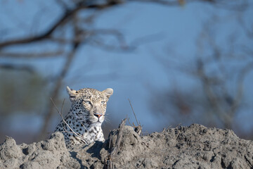 Leopard scanning its surrounds from a raised vantage point