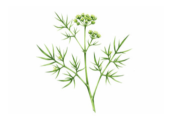Fresh Dill Sprig with Green Leaves and Flowers Isolated Watercolor PNG
