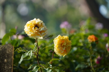 Colourful spring flowers bloom in the garden.