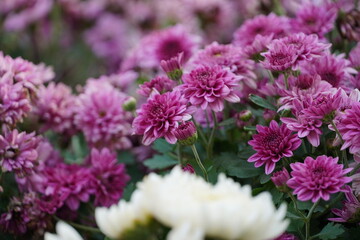 Colourful spring flowers bloom in the garden.