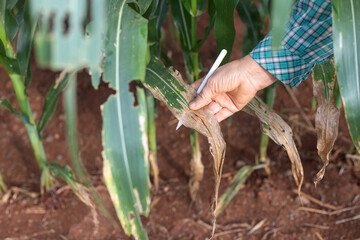 Close-up of farmer hand inspecting damaged corn leaf with stylus pen, concept of crop disease monitoring, smart agriculture, precision farming, and agritech innovation.