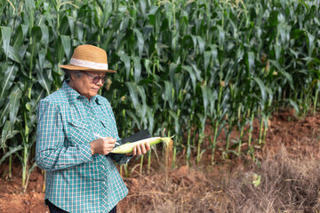 Senior Asian farmer holding fresh corn and using digital tablet to record data in smart agriculture field, concept of precision farming, agritech innovation, sustainable agriculture,
