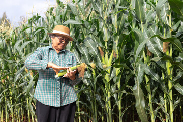 Senior Asian farmer holding fresh corn cob with smile in smart agriculture field, concept of sustainable farming, agritech innovation, organic cultivation, and precision agriculture technology.