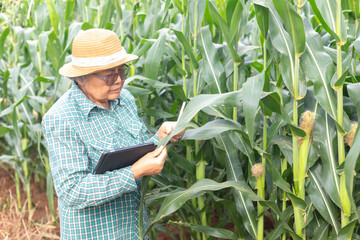 Senior Asian farmer inspecting corn leaf using stylus and digital tablet in smart agriculture field, precision farming technology, crop health monitoring, and agritech innovation concept.
