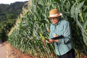 Senior Asian farmer using digital tablet and stylus inspecting fresh corn in smart agriculture field, concept of precision farming, agritech innovation, sustainable agriculture, and crop management.